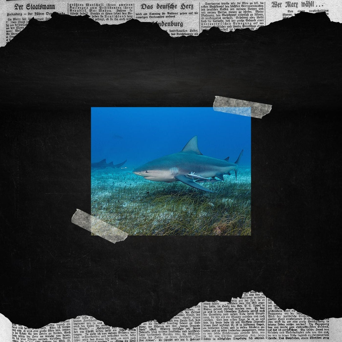 Bull Sharks in the River....