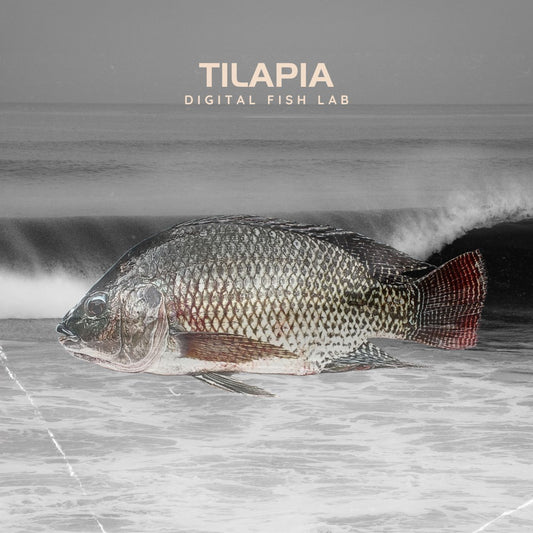 Blu the TILAPIA